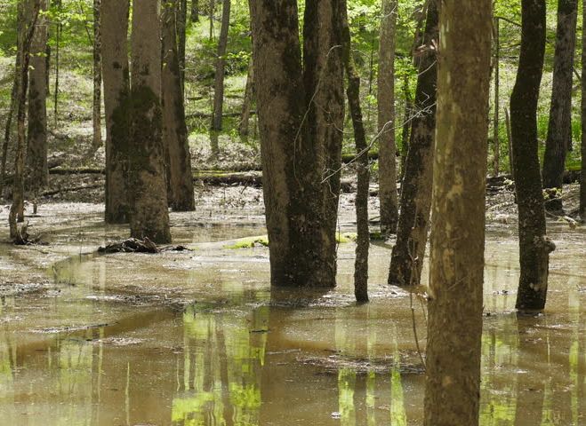 Buscando riadas en los árboles: Dendrogeomorfología
